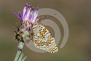 Day butterfly perched on flower, Melitaea phoebe photo