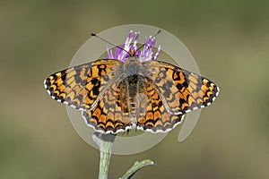 Day butterfly perched on flower, Melitaea phoebe photo