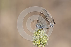 Day butterfly perched on flower. Neozephyrus quercus. photo