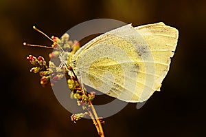 Day butterfly perched on flower, Pieris rapae photo