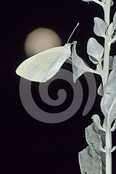 Day butterfly perched on flower, Pieris rapae photo