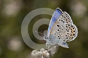 Day butterfly perched on flower, Plebejus argus - Linnaeus photo