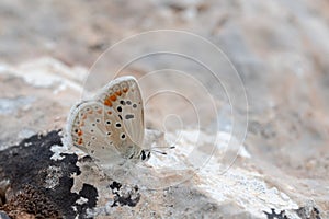 Day butterfly perched on flower, polyommatus albicans. photo