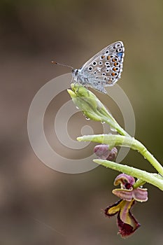 Day butterfly perched on flower, Polyommatus bellargus photo