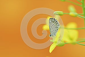 Day butterfly perched on flower, Polyommatus nivescens photo