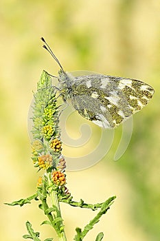 Day butterfly perched on flower, Pontia daplidice. photo