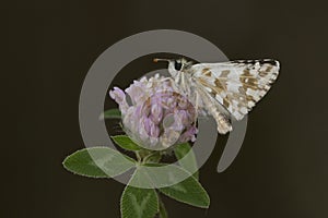 Day butterfly perched on flower, Pyrgus armoricanus photo