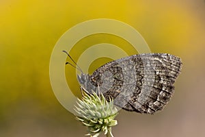 Day butterfly perched on flower, Satyrus actaea