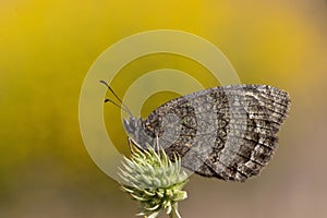 Day butterfly perched on flower, Satyrus actaea photo