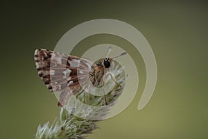 Day butterfly perched on flower, Spialia sp photo