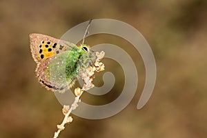 Day butterfly perched on flower, Tomares ballus photo