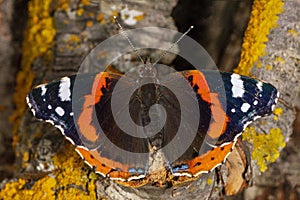 Day butterfly perched on flower, Vanessa atalanta. photo