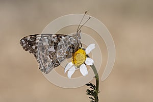 Day butterfly perched on flower, Vanessa cardui. photo