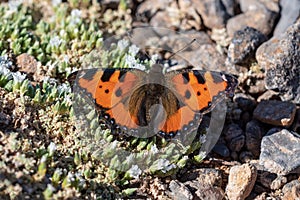 Day butterfly perched on flower, Vanessa Urticae photo