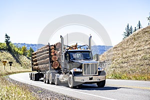 Day cab black big rig powerful semi truck transporting huge logs on the semi trailer climbing up hill on the mountain winding road