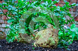 Celeriac growing in garden photo