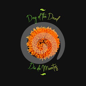 Day of the Dead - Marigold illustration photo