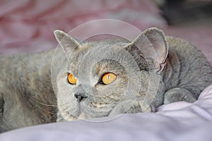 day-dreaming british shorthair pedigree cat