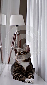 Day-dreaming cat on a window with lamp photo