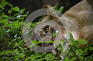 Lion with beautiful eye