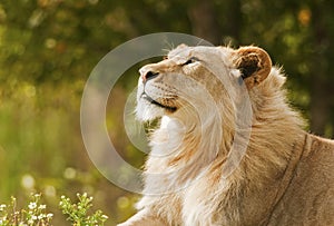 Day Dreaming Lion