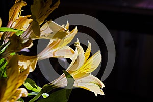 Yellow Easier Spring Day Lilies 003