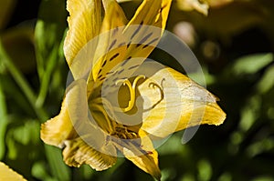 Yellow Easier Spring Day Lilies 019