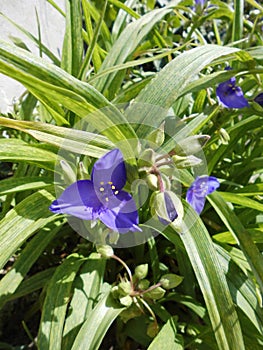 Day flowers, Commelina are a genus in the family of the Commelinaceae within the monocotyledonous plants. Germany