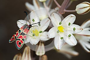 Day-flying Burnet Moth on flowers - Zygaena fausta photo