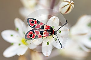Day-flying Burnet Moth overview - Zygaena fausta photo