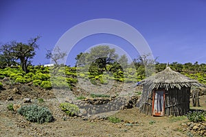 Day Forrest Landscape in Djibouti