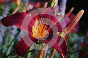 day in the garden beautiful flower day-lily