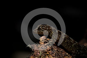Day Gecko or Dwarf Gecko- Cnemaspis sp.