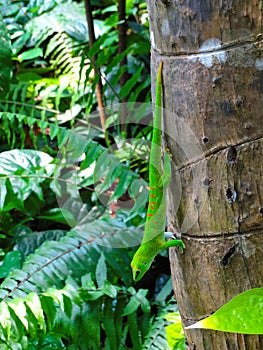 Day gecko from Madagascar