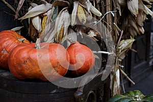 The Day Of Halloween. Large orange pumpkins lie on an old wooden chair against a background of dry corn cobs.