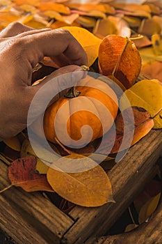 Day laborer cutting autumn orange pumpkins, widely used for Halloween