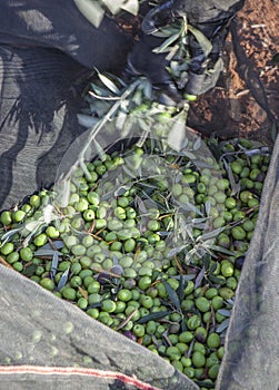 Day laborer remove branches from olives collection net