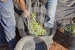 Day laborers transfers olives from collection net to the harvesting bucket