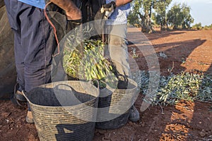 Day laborers transfers olives from collection net to the harvesting bucket