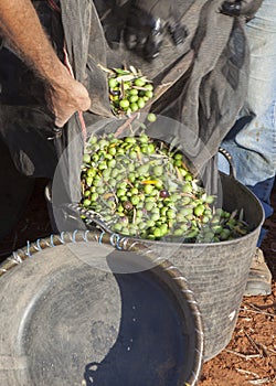 Day laborers transfers olives from collection net to the harvesting bucket photo