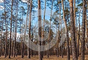 Day landscape of pine trees in the spring-summer forest, with a bright blue sky with clouds. Bottom view of the sky