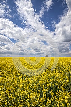 Day landscape with yellow rapeseed field with a lonely tree and amazing sky