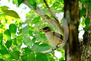 Pájaro sobre el maleta un árbol naturaleza verde 