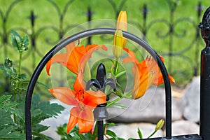 Day Lilies Entwined in Black Wrought Iron