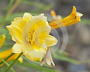 Day Lillies Blooming in the Afternoon Sun