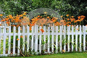 Day Lillies Overgrow Fence