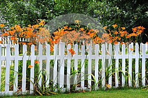 Day Lillies Overgrow Fence photo