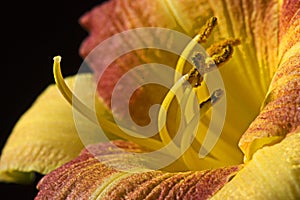Day Lily Close up photo