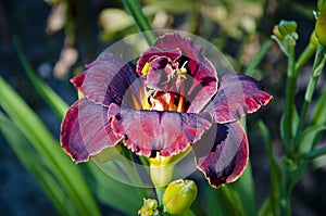 Day-lily flower. Hemerocallis fulva. purple Daylily. lily flower in sun light. The flowers come into bloom in summer. macro