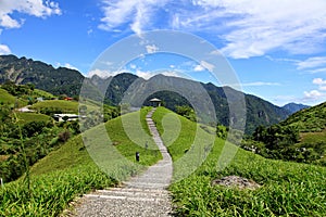 Day lily flowers field,Taiwan